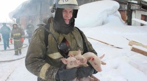 Сибирские сотрудники МЧС спасли полторы сотни свиней и поросят во время пожара в свинарнике