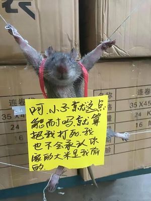 Китайцы устроили пытки крысе, воровавшей рис