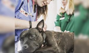 Животные бездомных людей благодарны доброму ветеринару