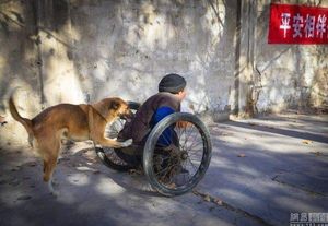 Жена с хвостом: каждое утро эта собака катит коляску с инвалидом на городской базар…