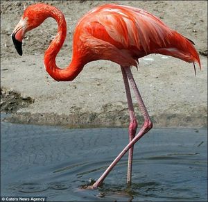 Забавный фламинго