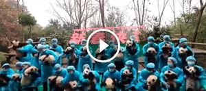 Эти 23 крошечные панды покорят ваше сердце