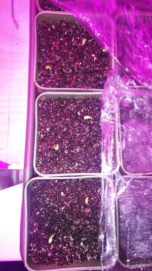 Выращивание огурца, редиса и листового салата у себя в квартире №2