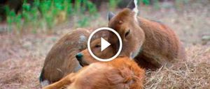 Каждый человек нашей планеты, должен увидеть это 1 минутное видео про животных!