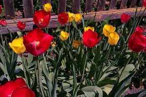 Тюльпаны и нарциссы — красивые цветы с мифическими именами