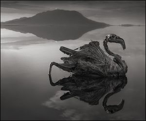 Смертельная красота озера Натрон: зловещее место, где животные превращаются в истуканов, а фламинго благоприятно размножаются