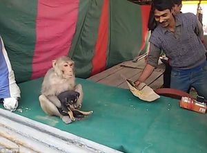 В Индии обезьяна заменила мать щенку