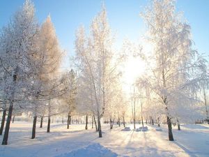 29 января  в Рязани: сказочный зимний подарок природы…
