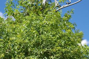 Ампелопсисы или виноградовники для вертикального озеленения дач