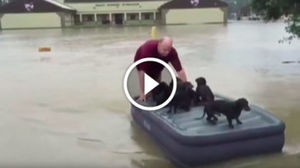 Вместо того, чтоб самому спасаться от наводнения, этот добрый человек спас соседских щенков
