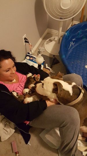 Недавно спасённая собака ощенилась в новой семье