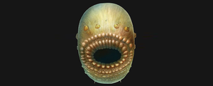 Один из древнейших предков животных и человека был похож на «зубастый мешок»