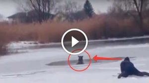Спасение собаки на озере, молодыми хоккеистами