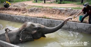 Слон, избавленный от роли извозчика, лечится водой