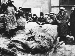 Находка туши шерстистого носорога в 1929 году