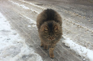 На территории Дома правительства Московской области подкармливают бездомных котов