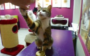 Кот из котокафе «Республика кошек» показал математические навыки