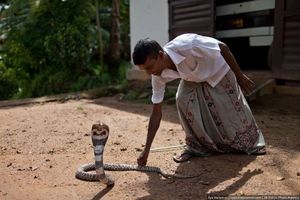 Укротитель змей, Шри-Ланка