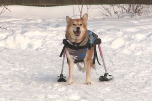 В подмосковном приюте собаке инвалиду приобрели зимнюю коляску с лыжами