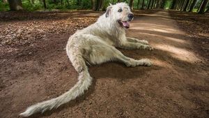Самый длиннохвостый пес в мире это ирландский волкодав по кличке Кеон