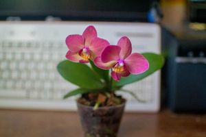 Строптивые красотки — орхидеи