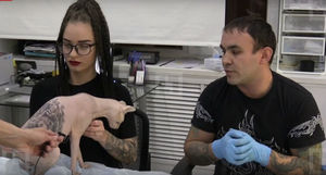 Екатеринбуржец сделал своему коту несколько тюремных татуировок