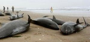 Почему киты и дельфины совершают загадочные самоубийства?
