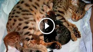 Бездомная кошка нашла лучшее место для своих новорожденных котят