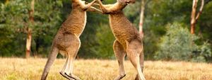 8 ужасающих животных Австралии