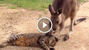 Кроха кенгуру разбудил кота и потом умилительно извинился