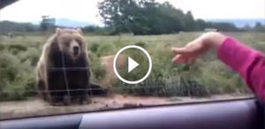 Девушка помахала медведю рукой. То, что случилось после никто не мог предвидеть!