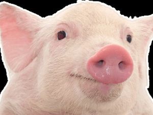 14 удивительных фактов о свиньях, которые вы не знали