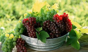 Виноград Краса Севера – этапы выращивания от посадки до сбора урожая +видео
