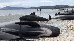 Более 400 дельфинов выбросилось на берег в Новой Зеландии
