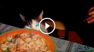 Реакция кота на тарелку с пельменя