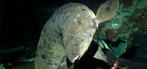 В возрасте около 100 лет умерла старейшая в мире аквариумная рыбка