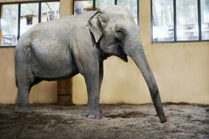 В зоопарке Геленджика слонихе подарили огромную шаль