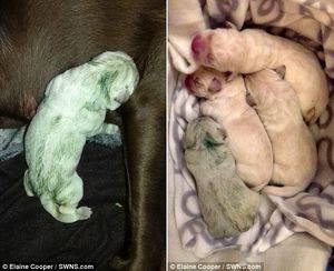 В Великобритании родился зеленый щенок лабрадора