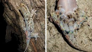 Необычный геккон сбрасывает "доспехи", чтобы вырваться от хищника. Геккон