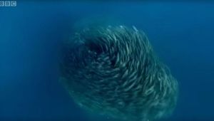 Bait-ball: как анчоусы спасаются от стаи акул