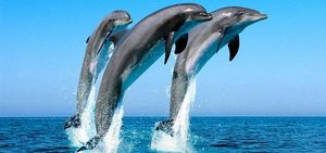 Австралийские дельфины в большинстве своем – наркоманы