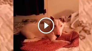 Реакцию спасенного пса на свою первую в жизни кровать!