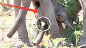 Слоненок делает свои первые шаги