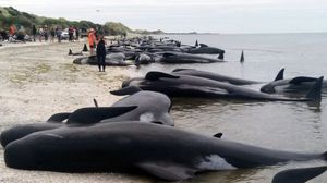 В Новой Зеландии на берег выбросились сотни китов