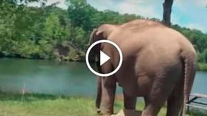 Слониха 3 недели стояла у домика, где лечили её подругу