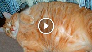 История похудения одного кота