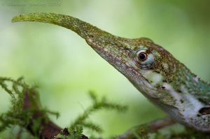 Хоботный анолис (лат. Anolis proboscis). Энциклопедия. Материал для реферата