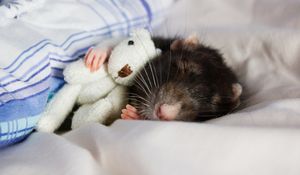 Ученые нашли переключатели сна в мозге мыши