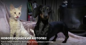 В Новороссийске такса заменила мать подобранному с улицы котенку