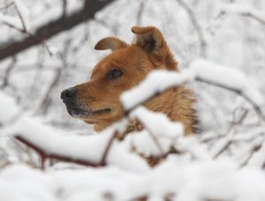 В Чечне бродячая собака всю ночь грела заблудившегося в лесу мужчину